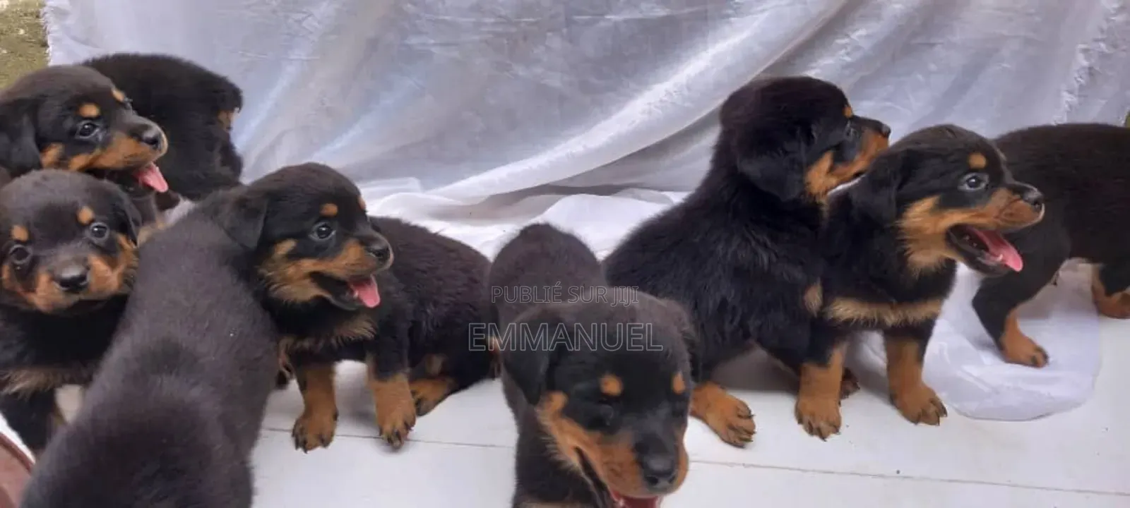 1-3 mois Homme Pure race Rottweiler