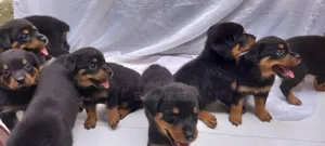 1-3 mois Homme Pure race Rottweiler