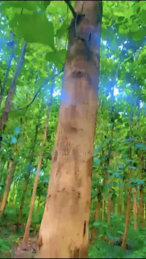 Photo - Champs De Hévéa