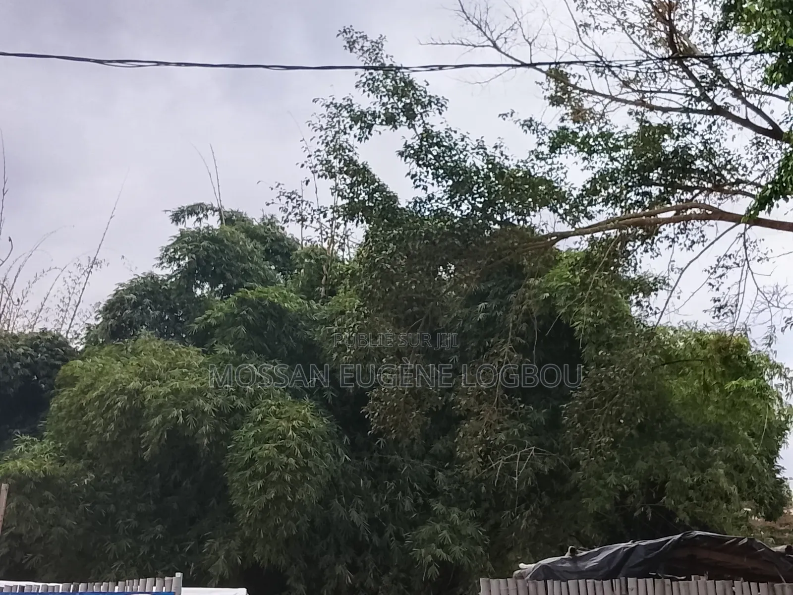 Vente De Parcelle De Forêt