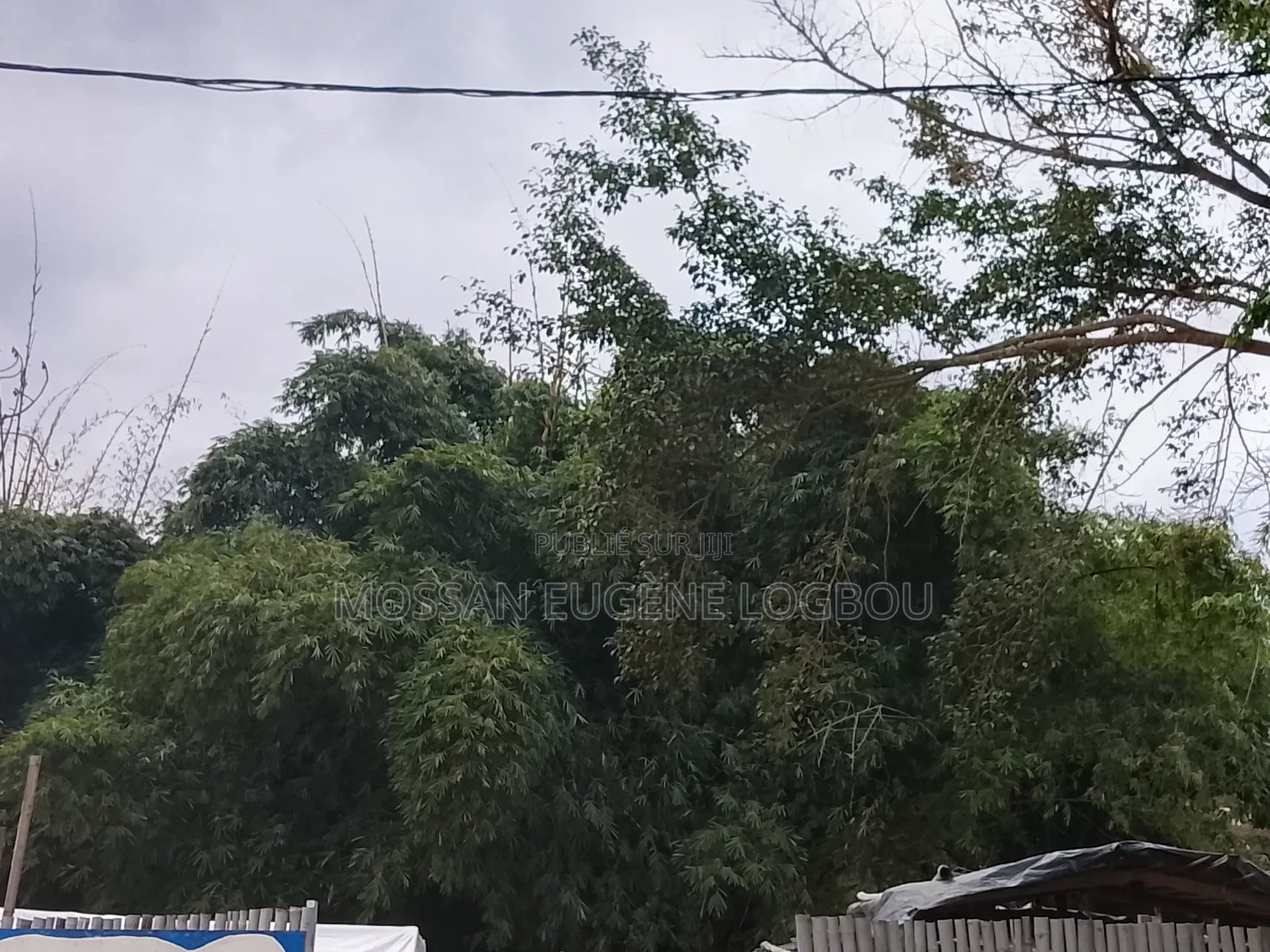 Vente De Parcelle De Forêt