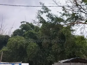 Vente De Parcelle De Forêt