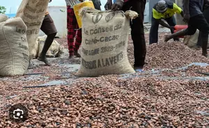 Photo - 40 Tornnes De Cacao