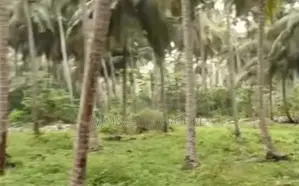 Photo - Terrain À Grand 3