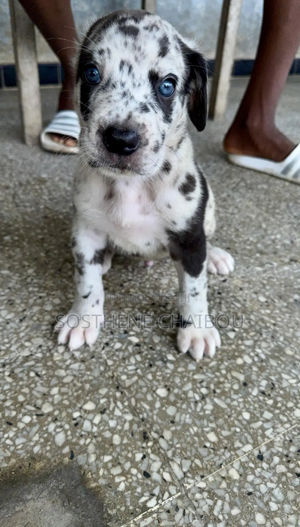 1-3 mois Homme Pure race Great Dane