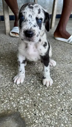 Photo - 1-3 mois Homme Pure race Great Dane