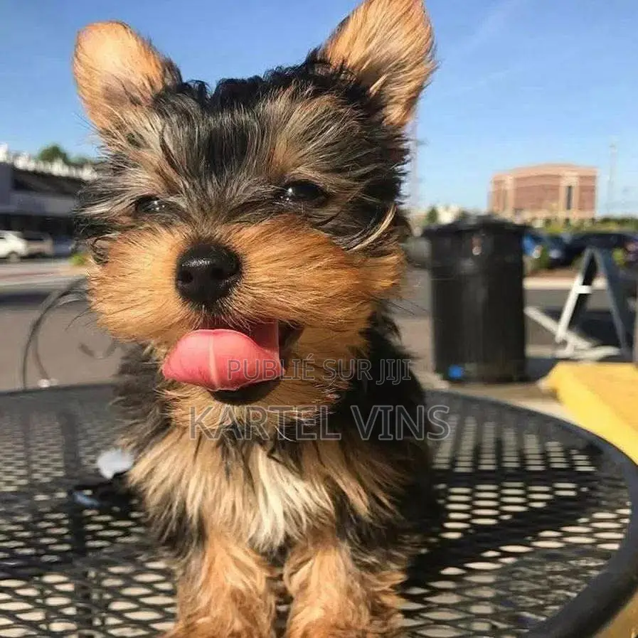 1-3 mois Homme Pure race Yorkshire Terrier