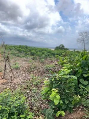 Photo - Les Lots Son Sit Vers La Sité Adoha 
 7lots De 500m2 Avec Approba