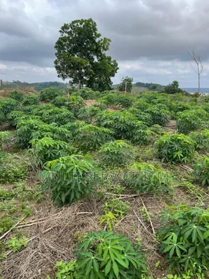 Les Lots Son Sit Vers La Sité Adoha 
 7lots De 500m2 Avec Approba