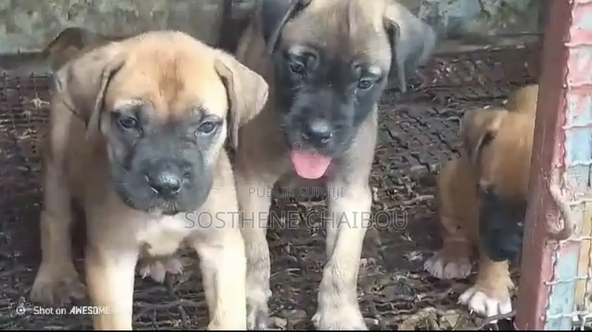 1-3 mois Homme Pure race Boerboel