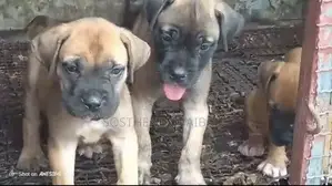 Photo - 1-3 mois Homme Pure race Boerboel