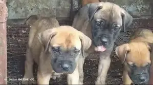 1-3 mois Homme Pure race Boerboel