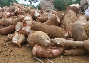 Photo - ''G'' Manioc Original