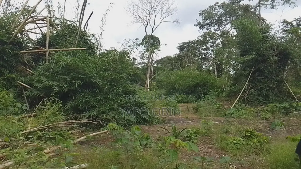 Moutcho Terrain 168 Ha À Vendre