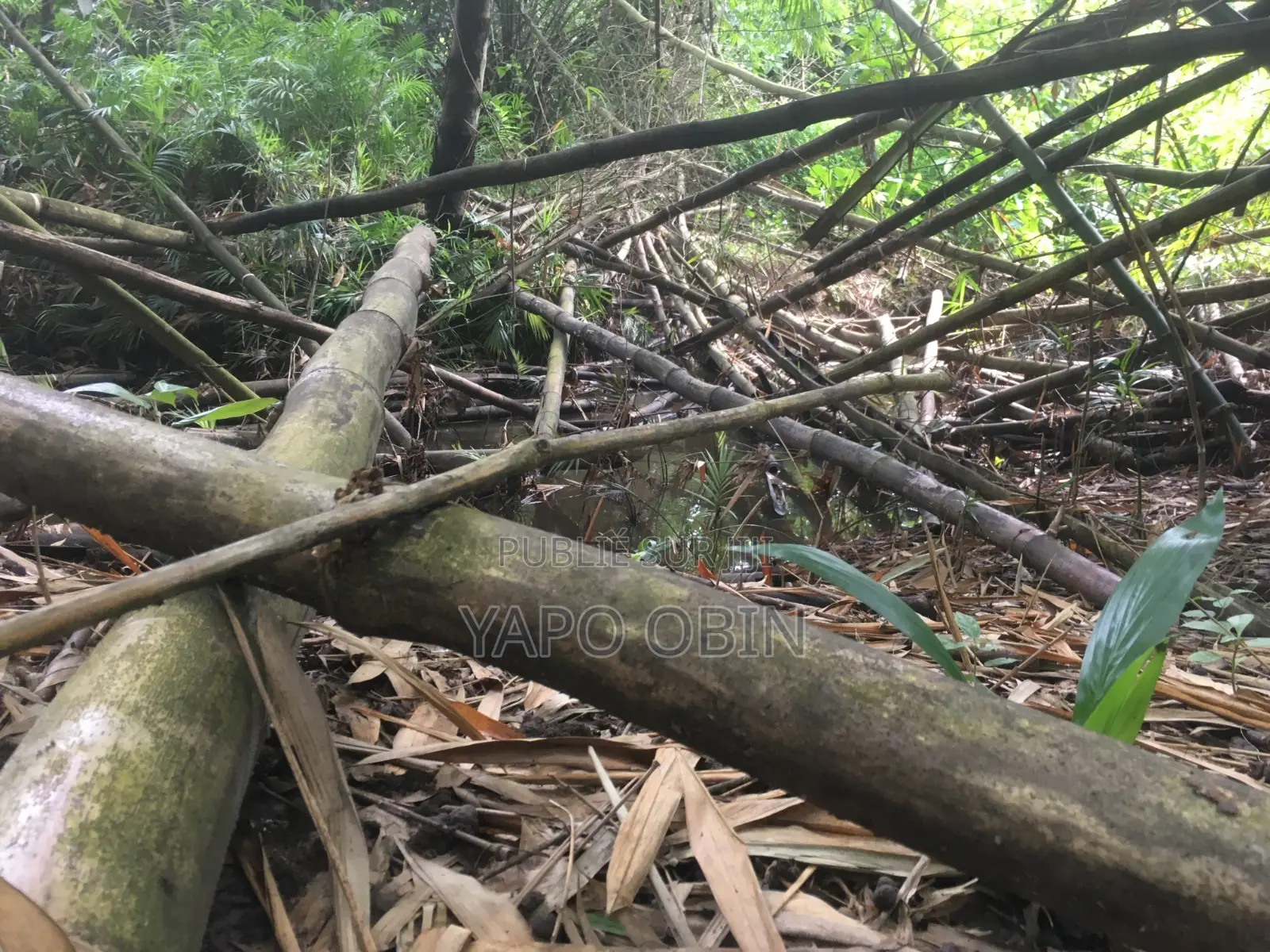 Moutcho Terrain 168 Ha À Vendre