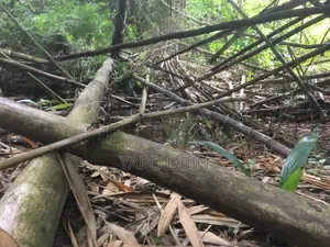 Moutcho Terrain 168 Ha À Vendre