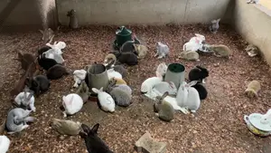 Le Refuge Des Lapins a Votre Disposition Pour Des Lapins De Qualité