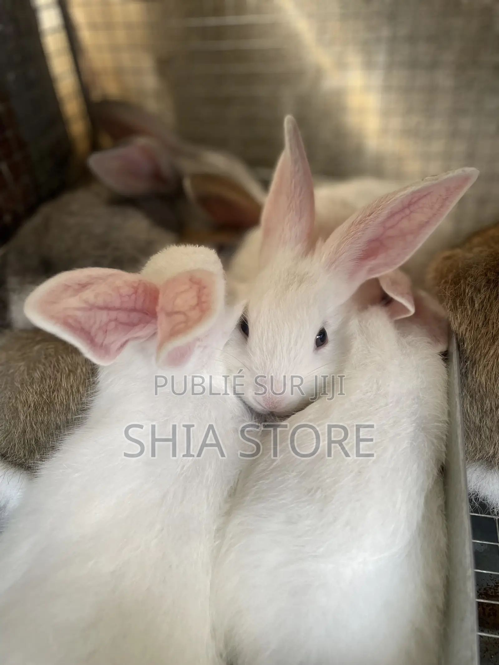 Le Refuge Des Lapins a Votre Disposition Pour Des Lapins De Qualité