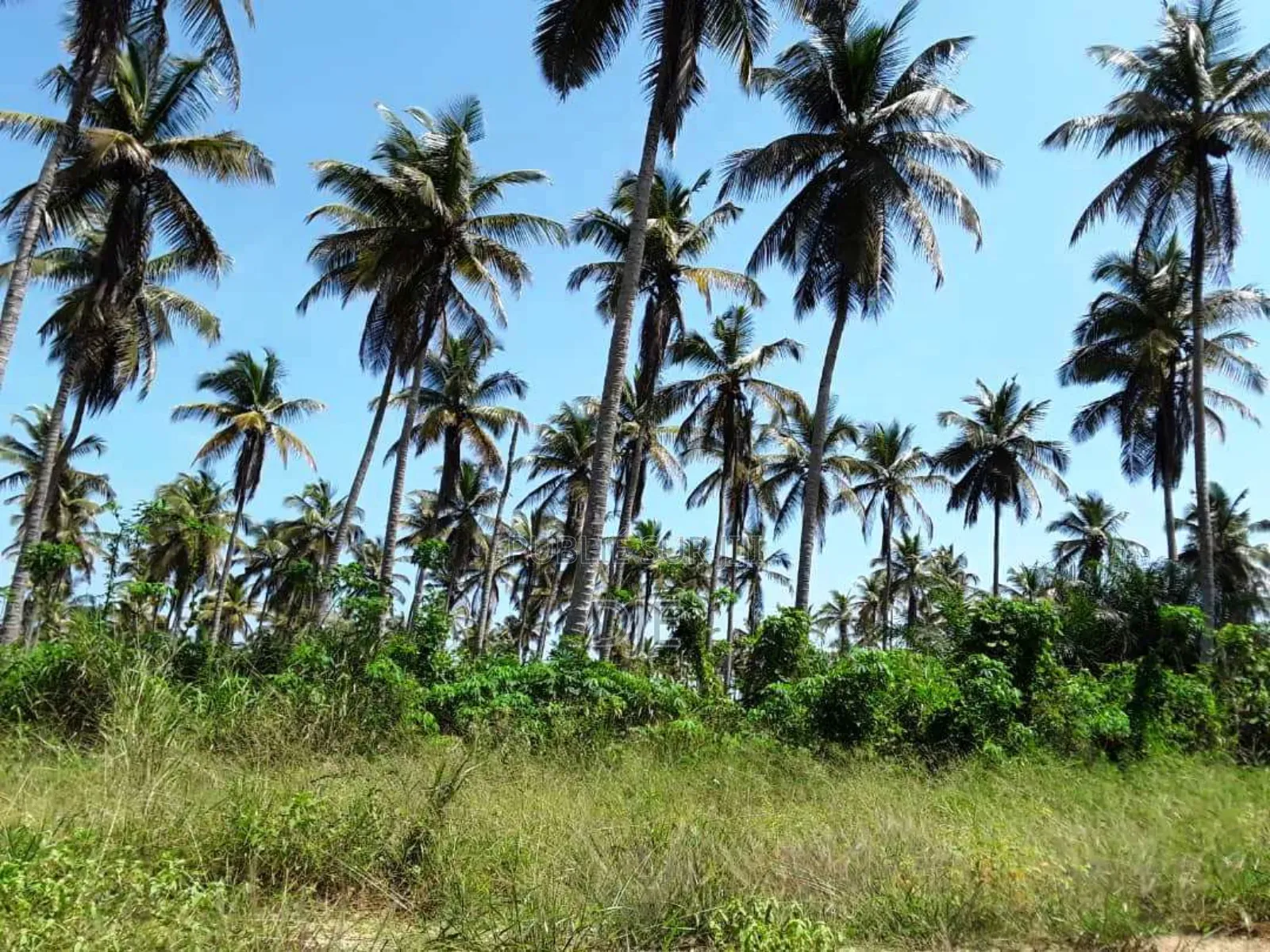 Site Approuvé Terrain 500 M2 À Jacqueville Akrou