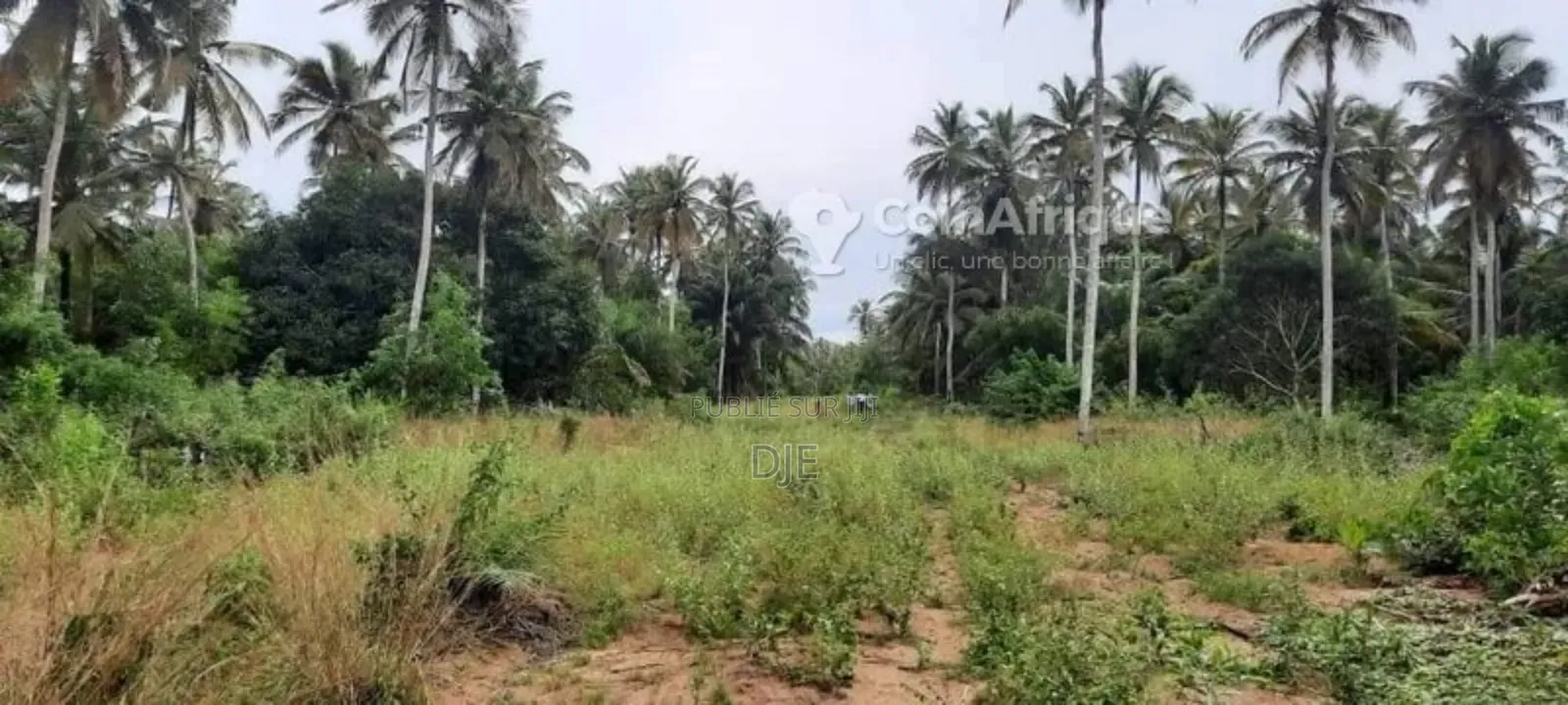 Site Approuvé Terrain 500 M2 À Jacqueville Akrou