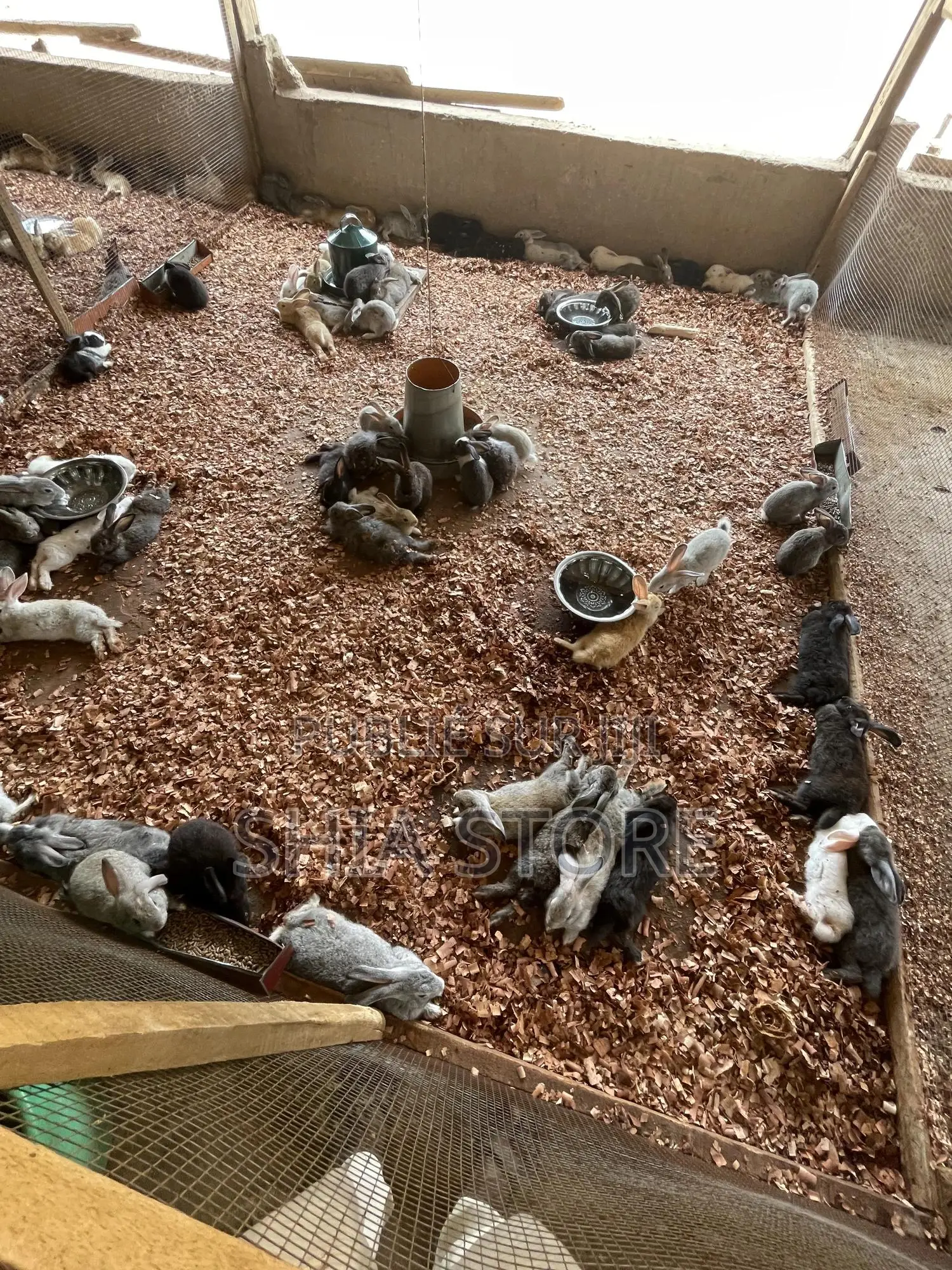 Le Refuge Des Lapins a Votre Disposition Pour Des Lapins De Qualité