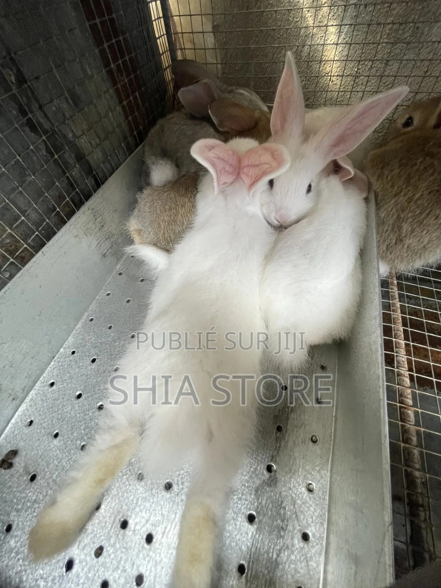 Le Refuge Des Lapins a Votre Disposition Pour Des Lapins De Qualité