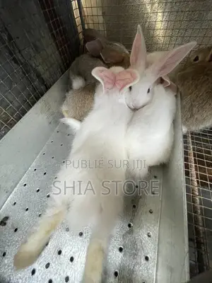 Le Refuge Des Lapins a Votre Disposition Pour Des Lapins De Qualité