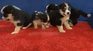 Photo - 1-3 mois Homme Pure race Siberian Husky