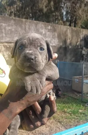 Photo - 1-3 mois Homme Pure race Cane Corso