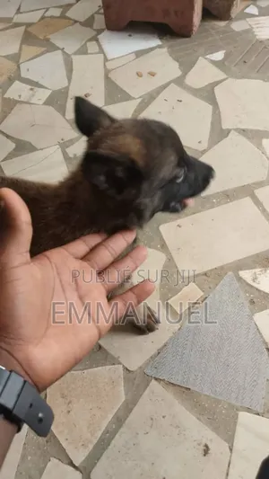 Photo - 1-3 mois Homme Pure race Belgian Malinois