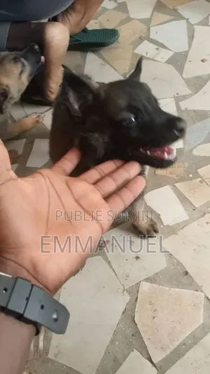 1-3 mois Homme Pure race Belgian Malinois