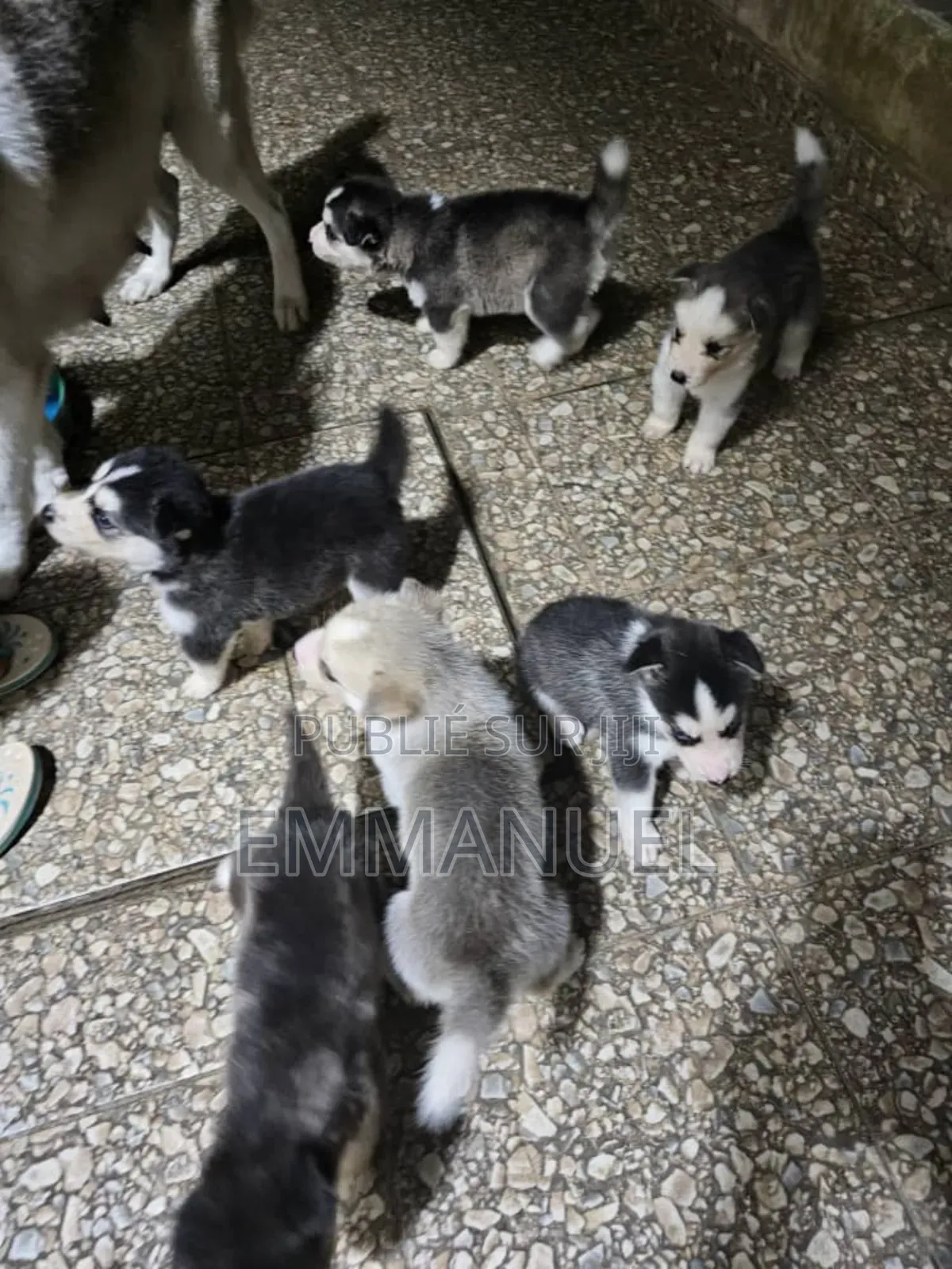 1-3 mois Femme Pure race Siberian Husky