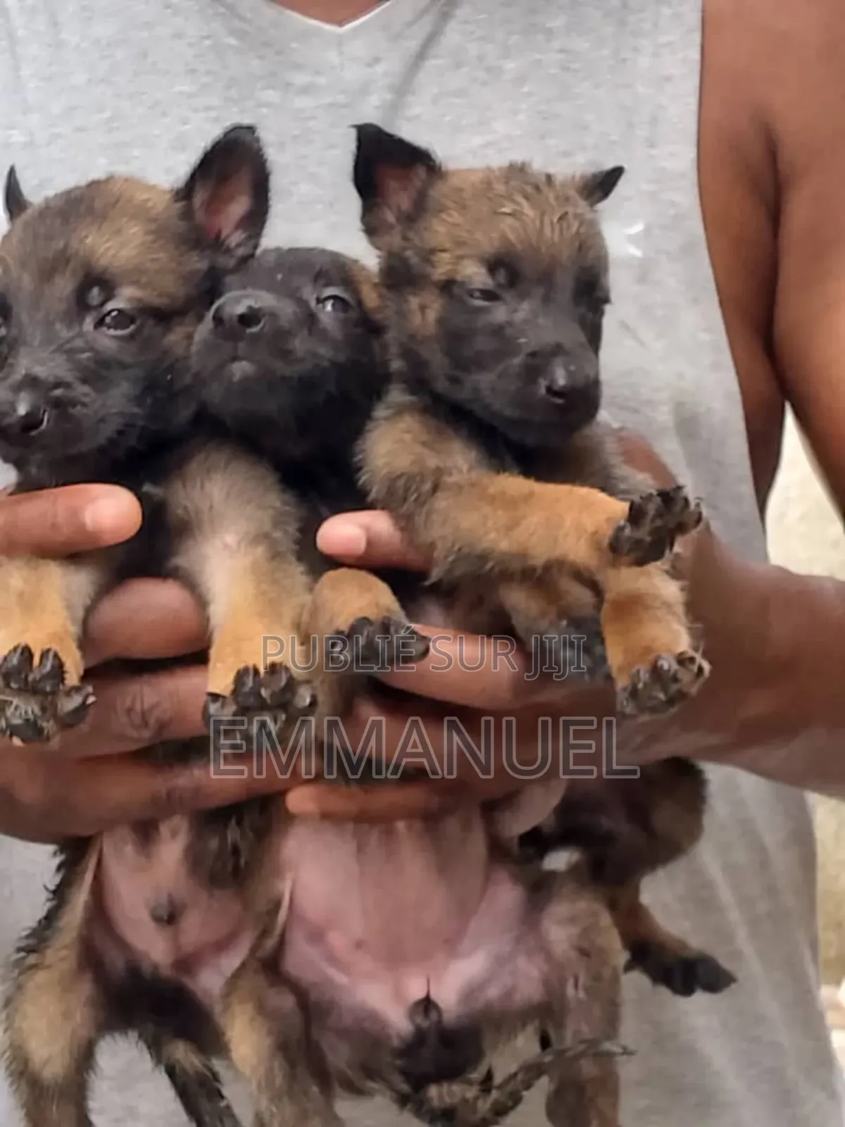 1-3 mois Homme Pure race Belgian Malinois