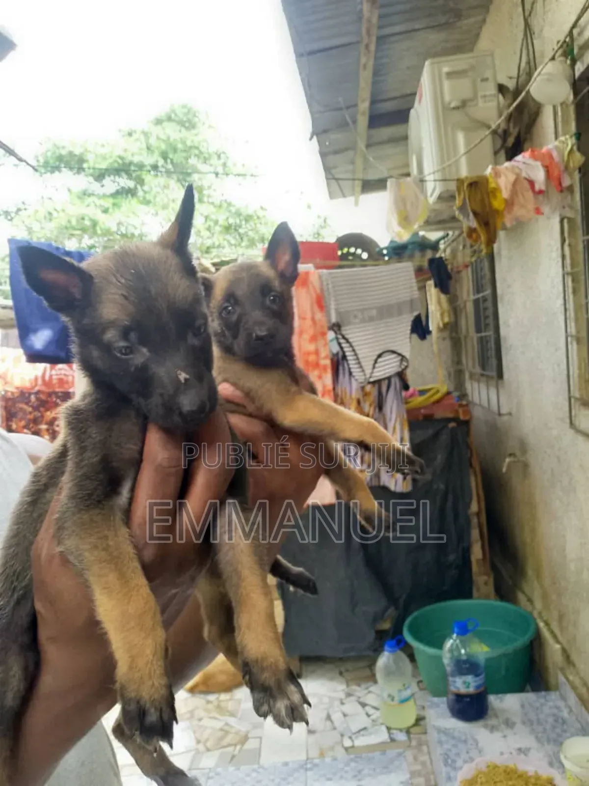 1-3 mois Homme Pure race Belgian Malinois