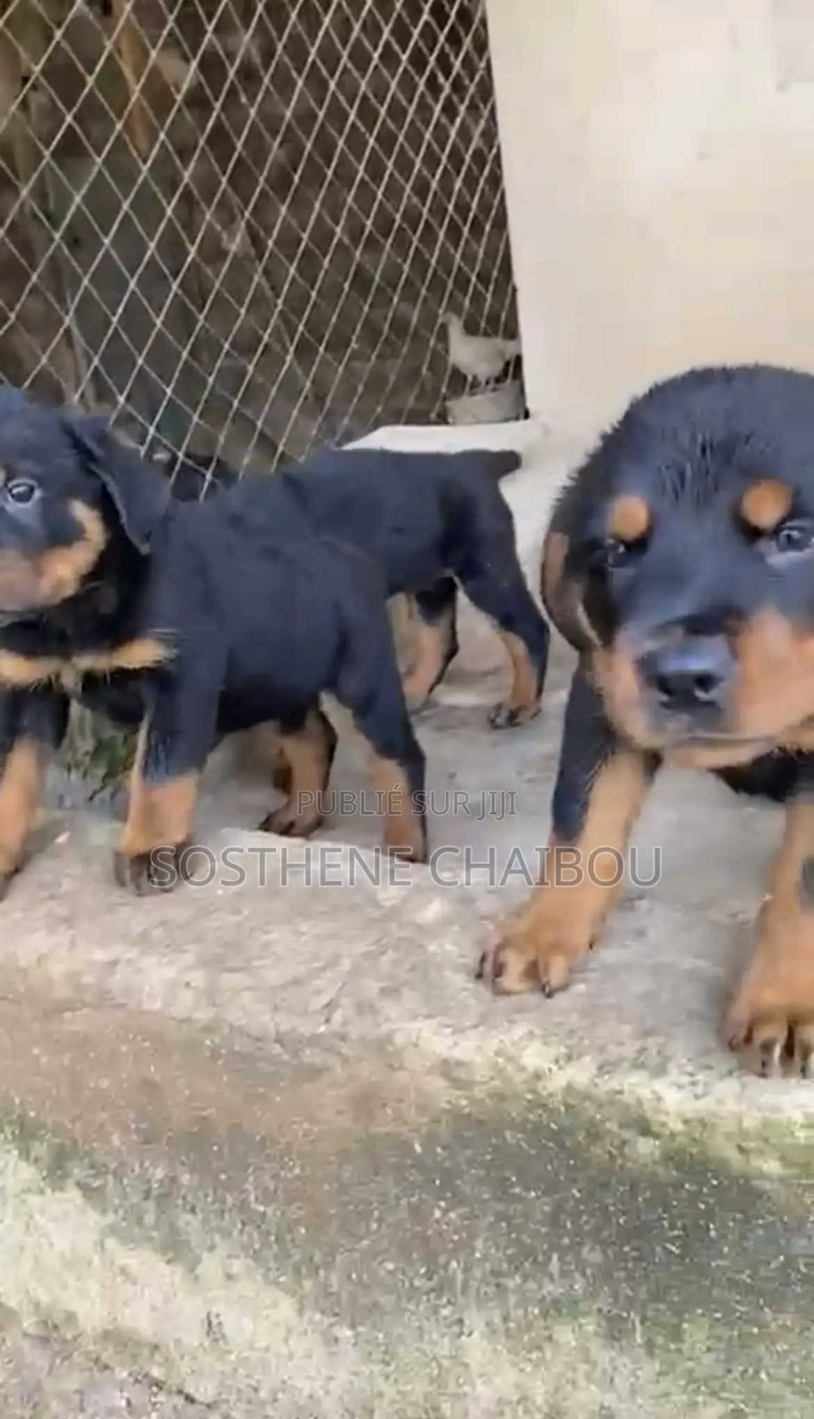 1-3 mois Femme Pure race Rottweiler