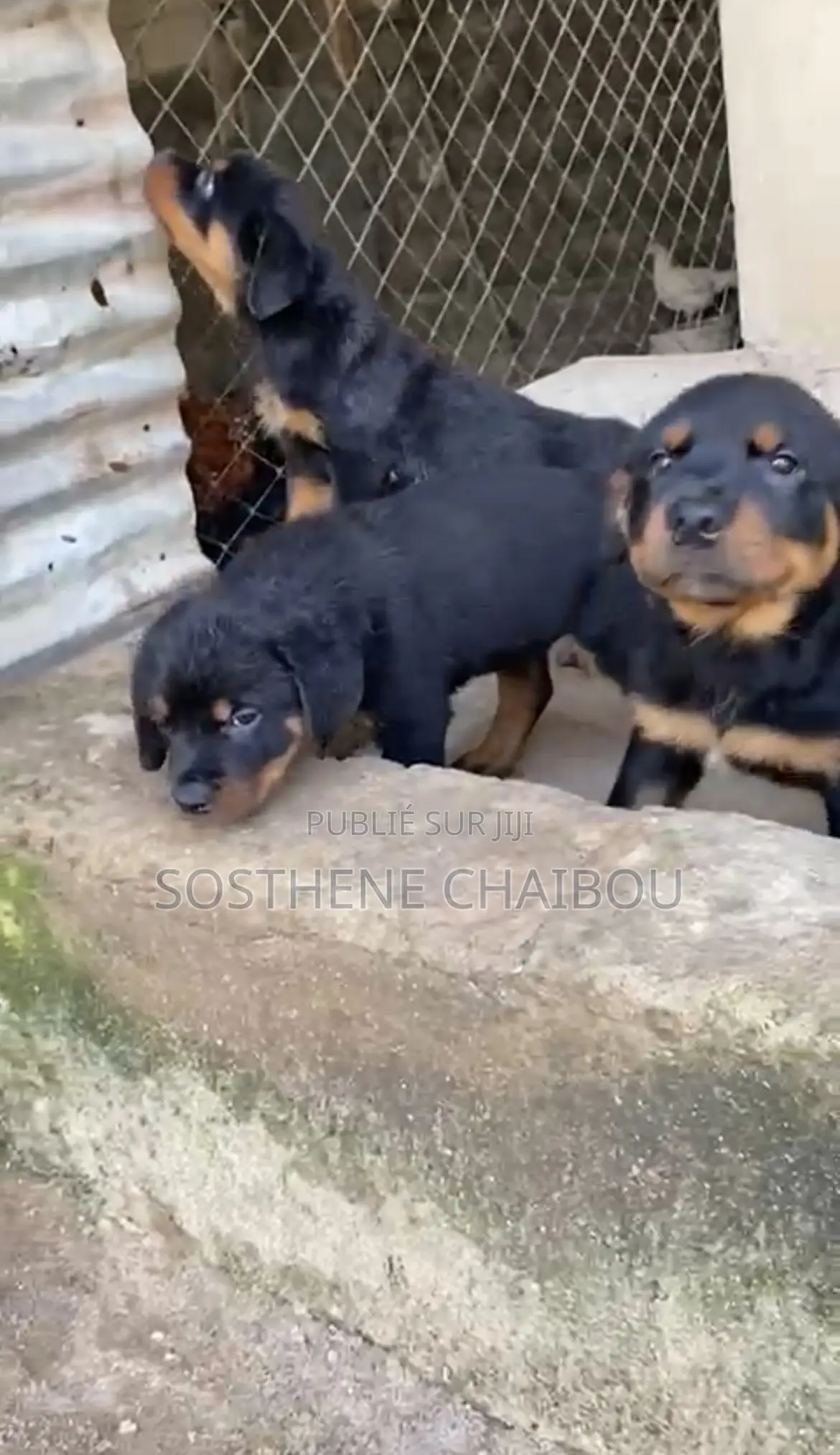 1-3 mois Femme Pure race Rottweiler