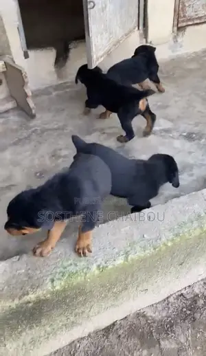 1-3 mois Femme Pure race Rottweiler