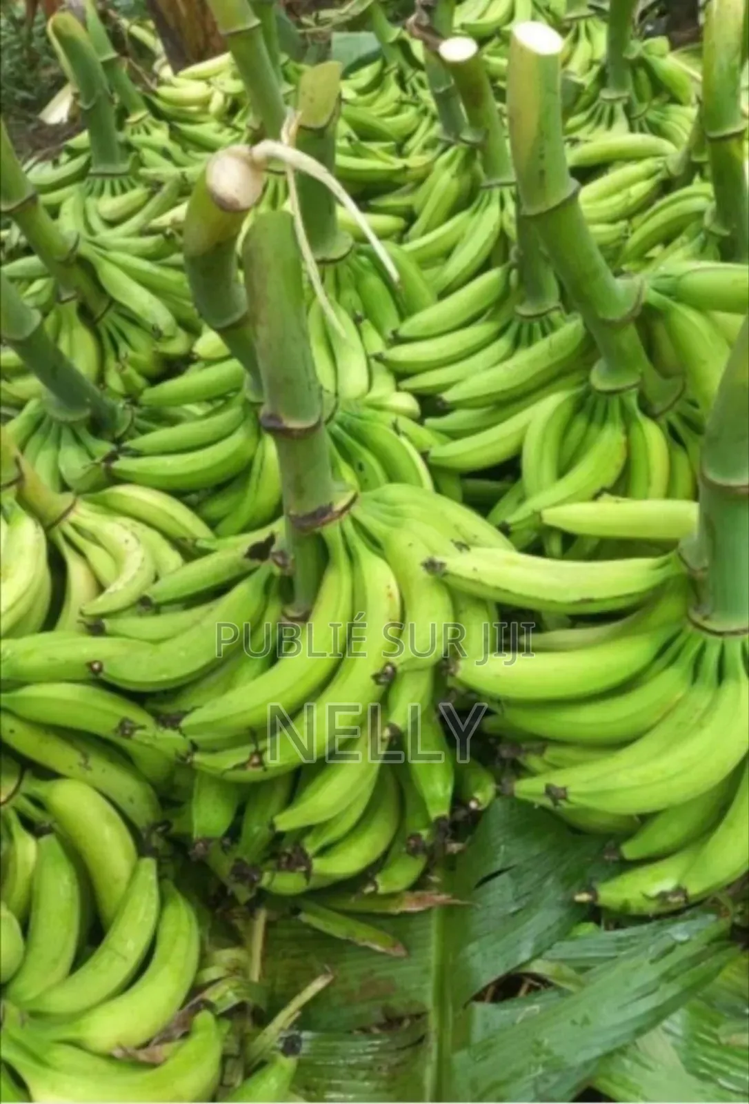 Vente De Régime De Bananes