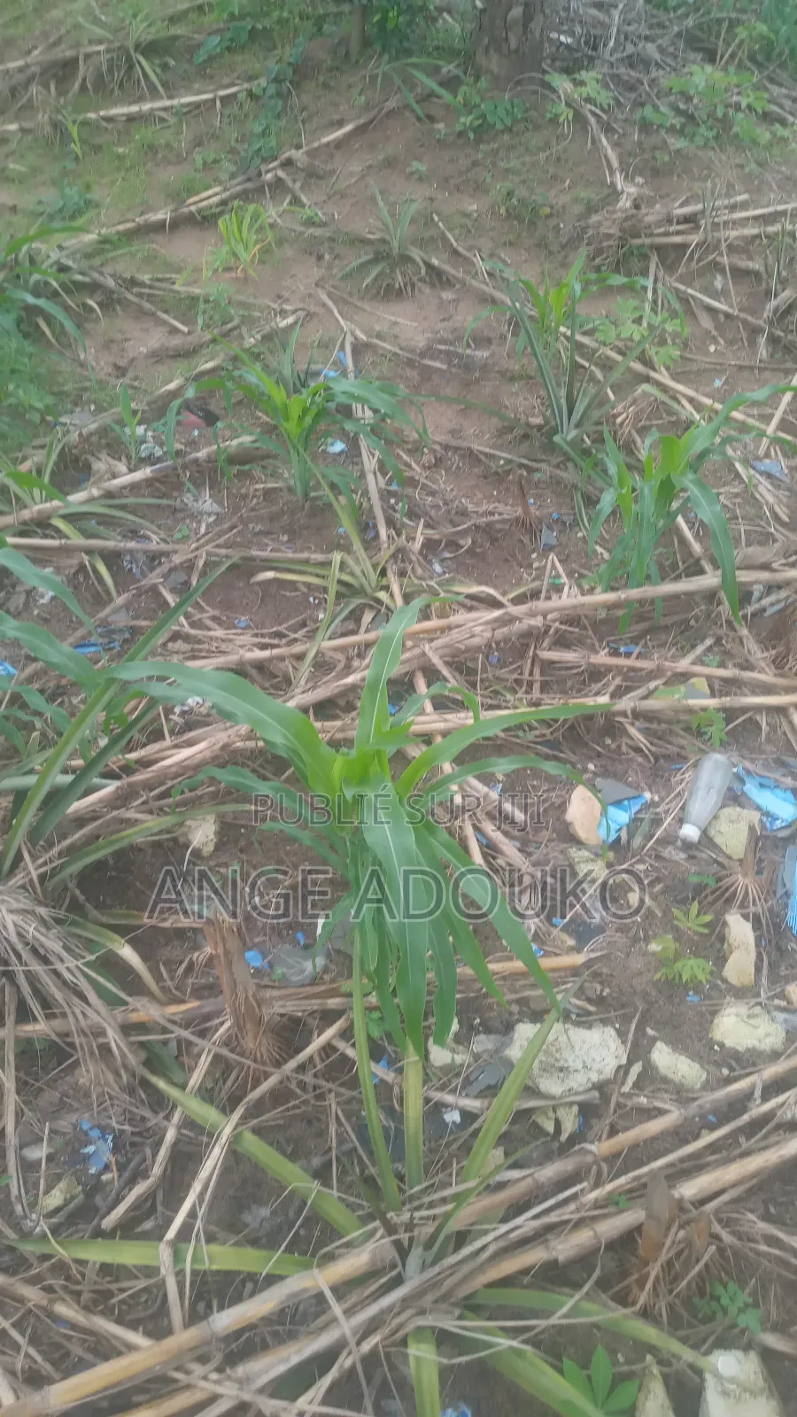 Terrains , Carrières , Bail À Construction Disponible