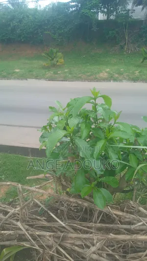 Terrains , Carrières , Bail À Construction Disponible