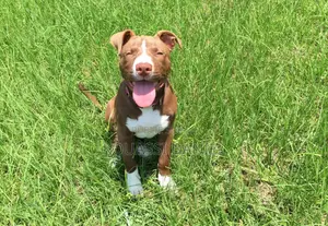 Photo - 1-3 mois Homme Pure race American Pit Bull Terrier