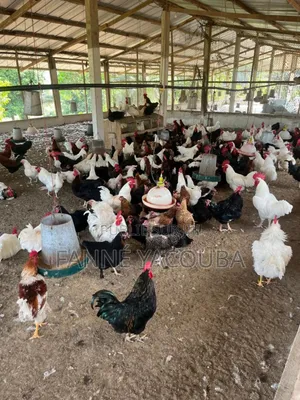 Poulet,Coque Hybrides