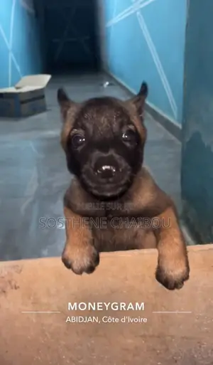 Photo - 1-3 mois Femme Pure race Belgian Malinois