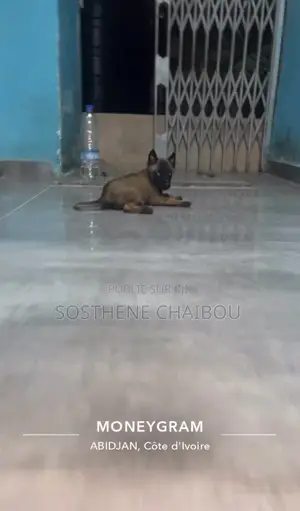 Photo - 1-3 mois Femme Pure race Belgian Malinois