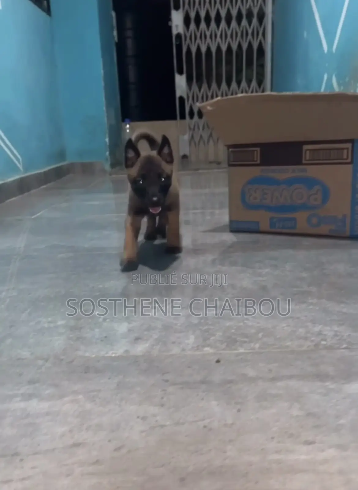 1-3 mois Femme Pure race Belgian Malinois