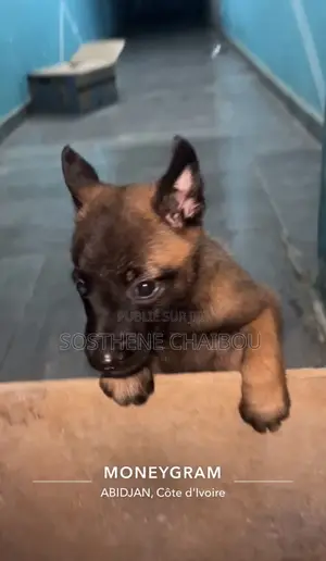 1-3 mois Femme Pure race Belgian Malinois