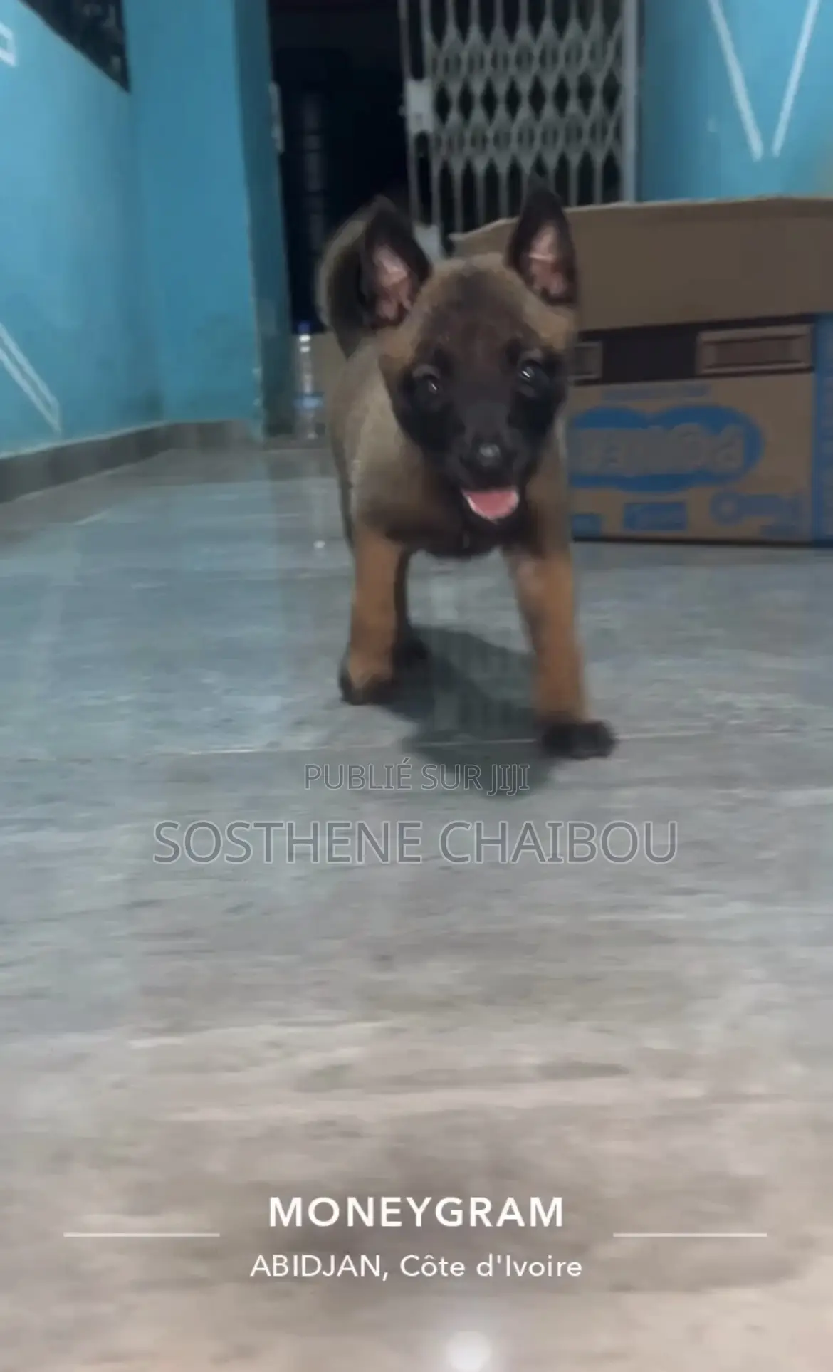 1-3 mois Femme Pure race Belgian Malinois