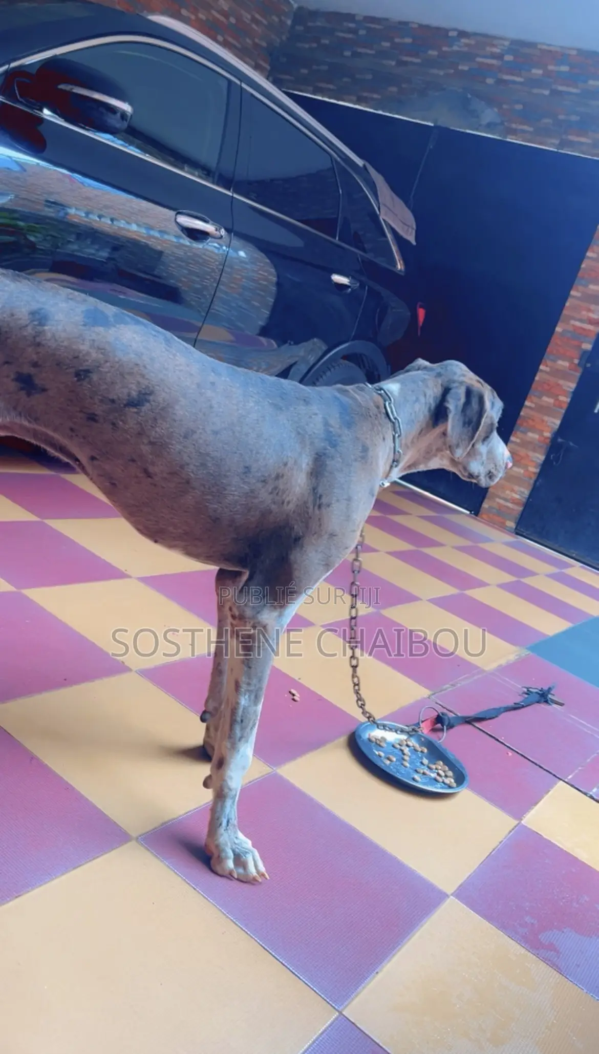 6 à 12 mois Homme Pure race Great Dane