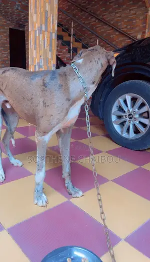 6 à 12 mois Homme Pure race Great Dane