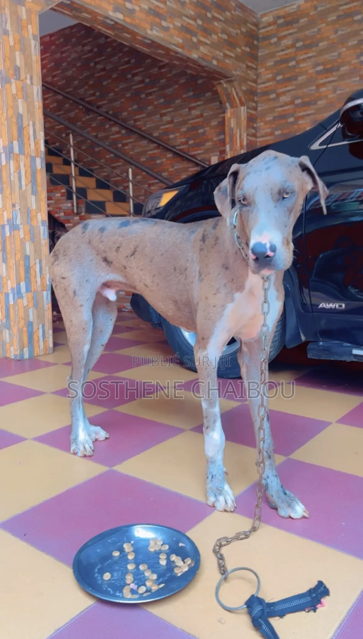 6 à 12 mois Homme Pure race Great Dane